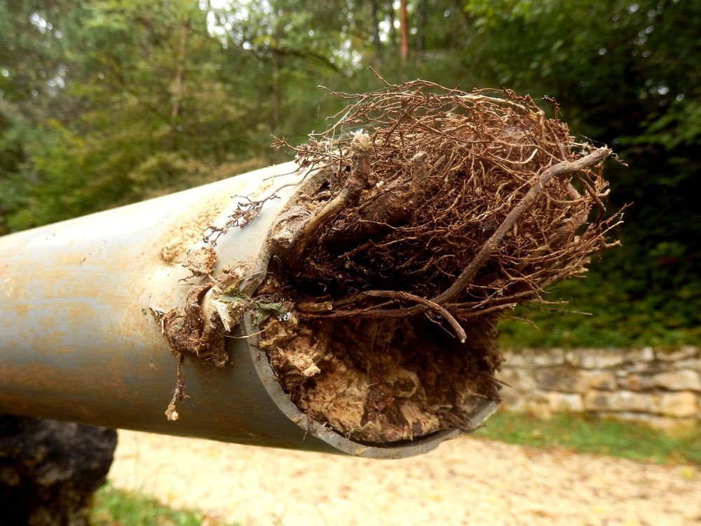 Rooter Services .plumbing blockages. Blocked drainage pipe caused by ingress of tree roots.