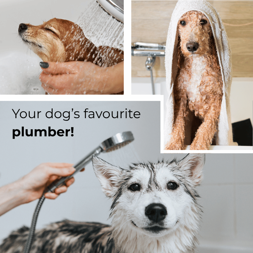 Calgary plumber Aquality Plumbing for plumbers, heating and cooling. Your dog's favourite plumber!